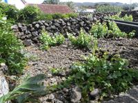 Terceira Weinprobe Aodega Brum