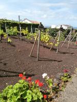 Terceira Weinprobe Aodega Brum