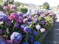 Terceiras Hortensien