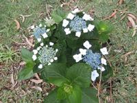 Hortensien auf Faial