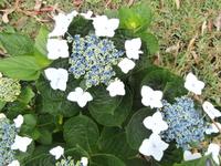 Hortensien auf Faial