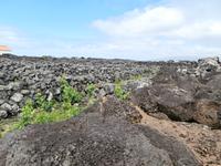 Pico Weinfelder Criacao Velha