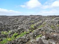 Pico Weinfelder Criacao Velha