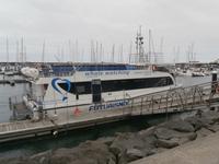 Whale Watching in Ponta Delgada