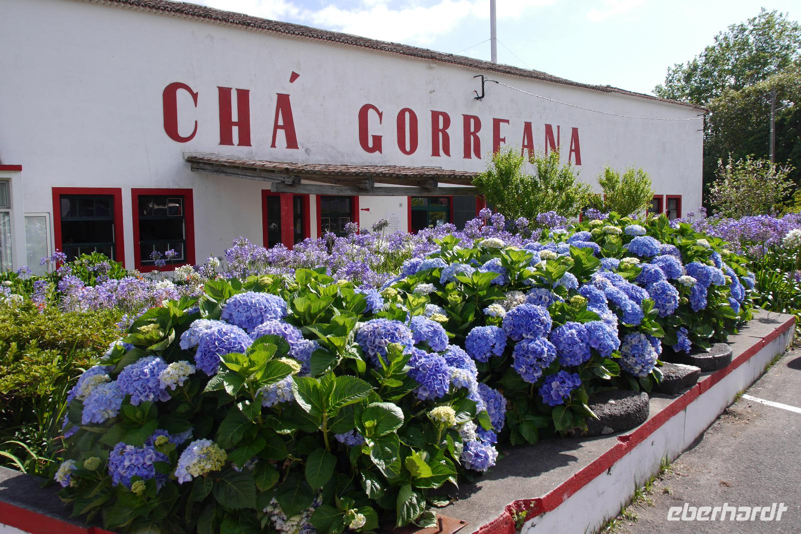 IMG_2240_Teeplantage Gorreana