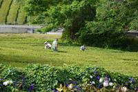 IMG_2245_Teeplantage Gorreana