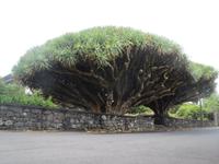 IMG_2441_Drachenbaum auf Pico