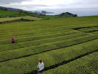 Teeplantage Gorreana in Sao Miguel Insel