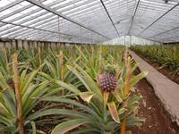 Ananasplantage - Insel Sao Miguel (3)
