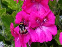 Frühling bei Azoren Rundreise