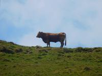 Hochebene auf der Azoren-Insel Pico (2)