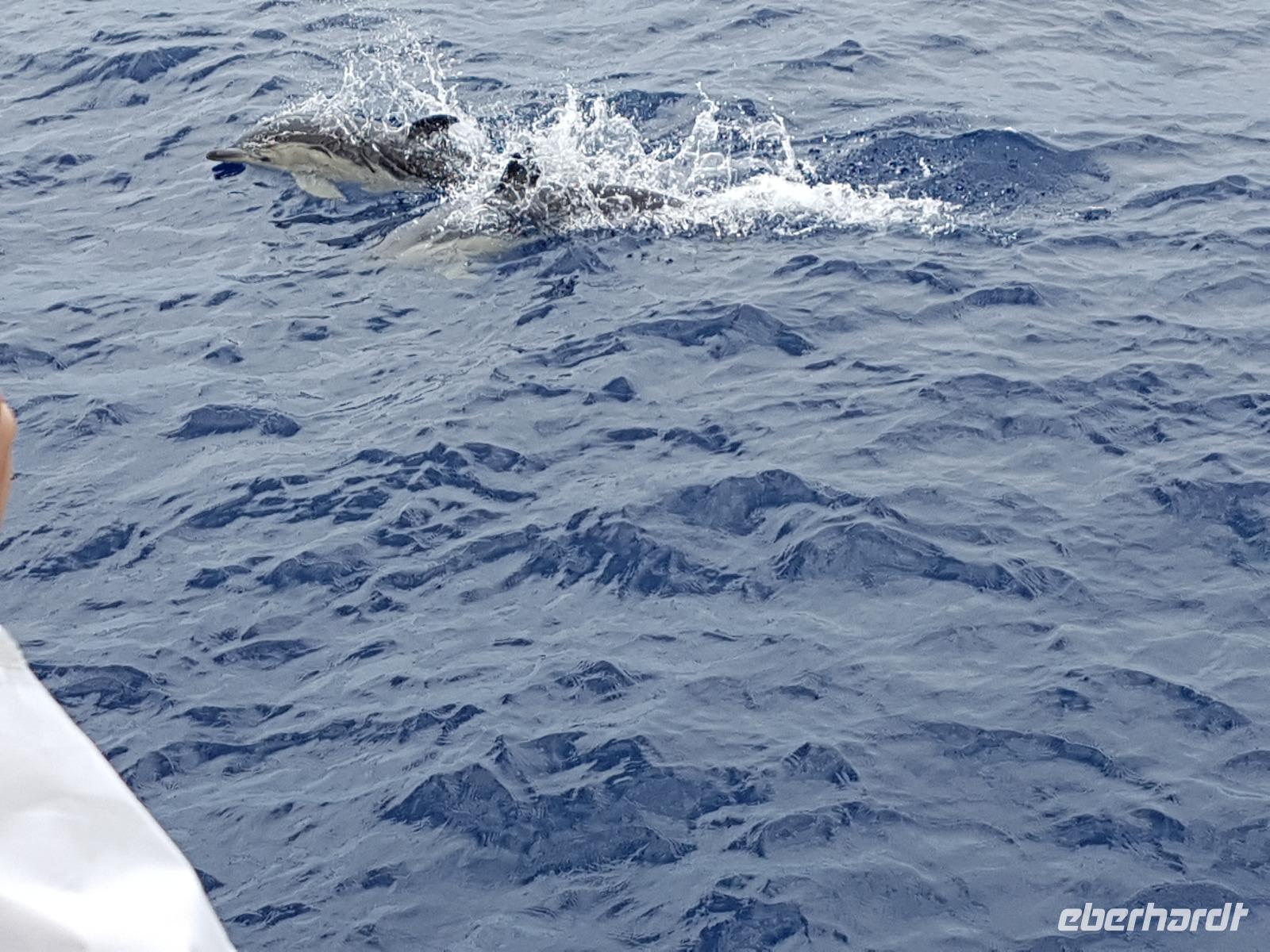 Delfinen - Walbeobachtung auf der Insel Sao Miguel (2)
