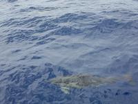 Delfinen - Walbeobachtung auf der Insel Sao Miguel (1)