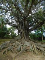 Botanischer Garten in Ponta Delgada - australischer Gummibaum