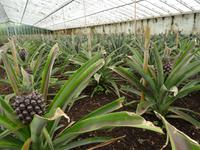 Ananas-Plantage in Ponta Delgada