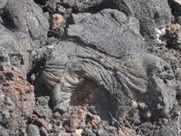 Vulkandorf Lajido - Lavagestein