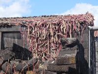 Vulkandorf Lajido - Kakteen auf dem Dach