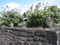 Vulkandorf Lajido - Verzierungen auf dem Zaun