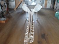 Sao Roque do Pico - Walverarbeitungsfabrik