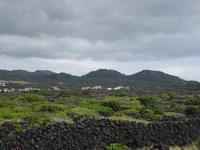 ein letzter Blick auf die Weinfelder von Pico
