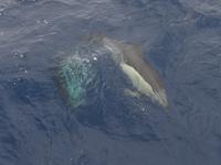 während der Walbeobachtung in Ponta Delgada