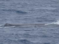 während der Walbeobachtung in Ponta Delgada