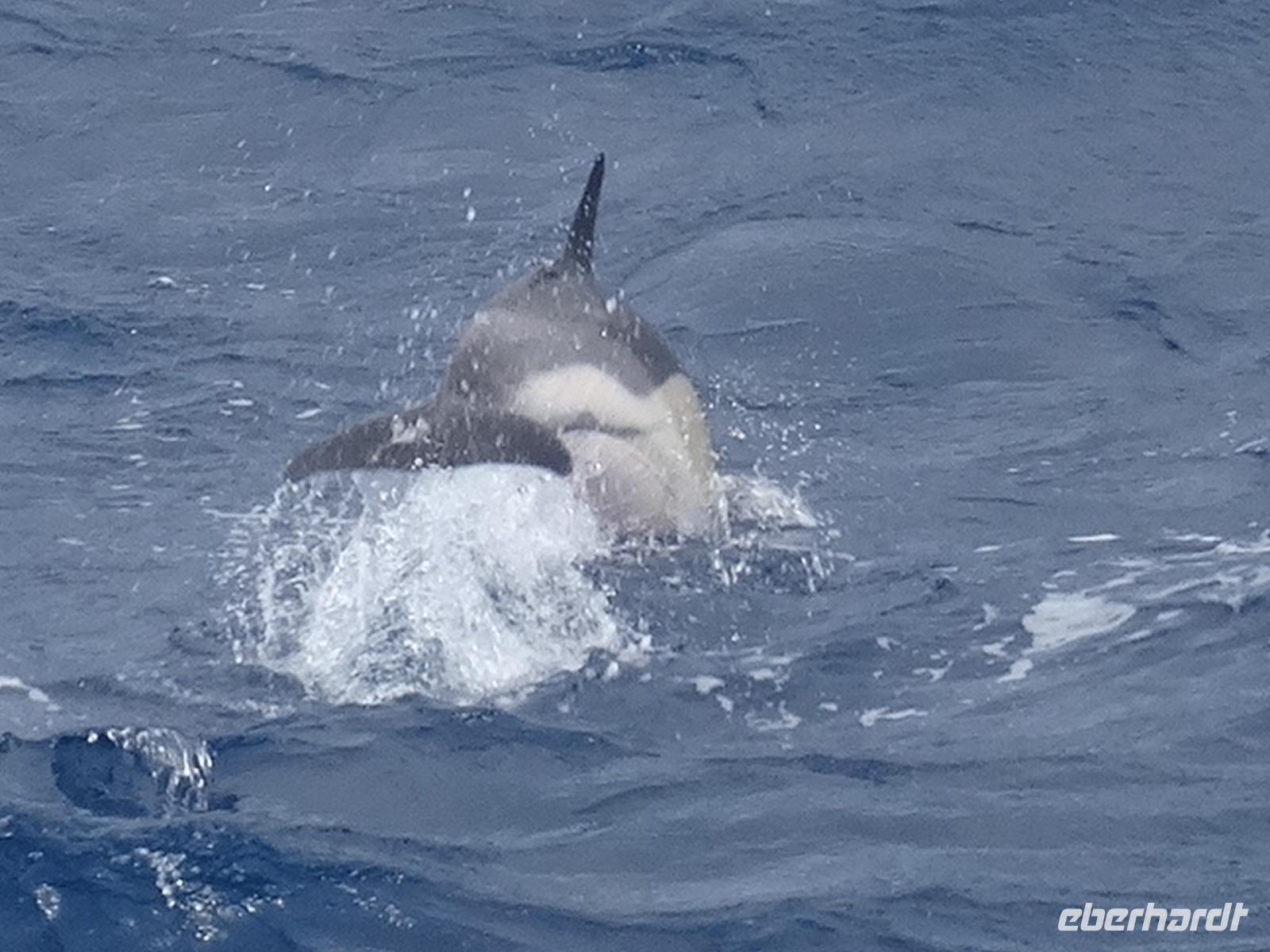 während der Walbeobachtung in Ponta Delgada