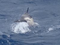 während der Walbeobachtung in Ponta Delgada