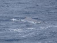 während der Walbeobachtung in Ponta Delgada