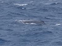 während der Walbeobachtung in Ponta Delgada