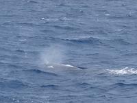während der Walbeobachtung in Ponta Delgada