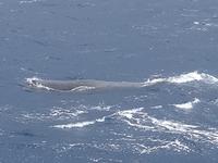 während der Walbeobachtung in Ponta Delgada