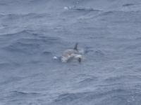 während der Walbeobachtung in Ponta Delgada