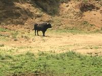 Stier für Strassenstierkampf