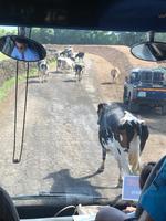 Azorenstau der besonderen Art