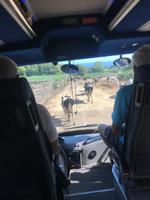 Azorenstau der besonderen Art