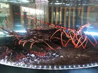 Haben Sie im Wasser gelassen