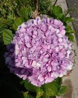 Die Hortensien gedeihen hier ebenfalls prächtig