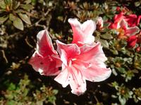 Azaleen, sie zählen zu den Rhododendren