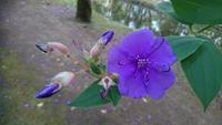 Tibouchina, stammt aus Mexiko oder der Karibik