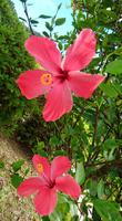 Hibiskus wächst auf den Azoren als Hecke