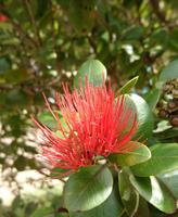 Blüte des Eisenholzbaumes