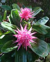 Bromelien
