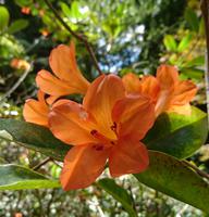 Üppige Vielfalt im Park, Campsis radicans, amerikanische Klettertrompete