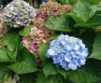 Überall auf den Azoren findet man Hortensien 