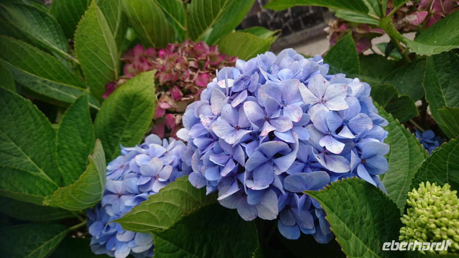 Und natürlich wieder Hortensien