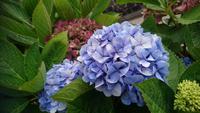 Und natürlich wieder Hortensien