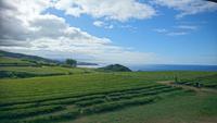 Der Tee auf Sao Miguel