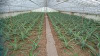 Gewächshaus mit Ananas