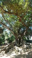 Ein uralter Ficus im Stadtpark Ponta Delgada